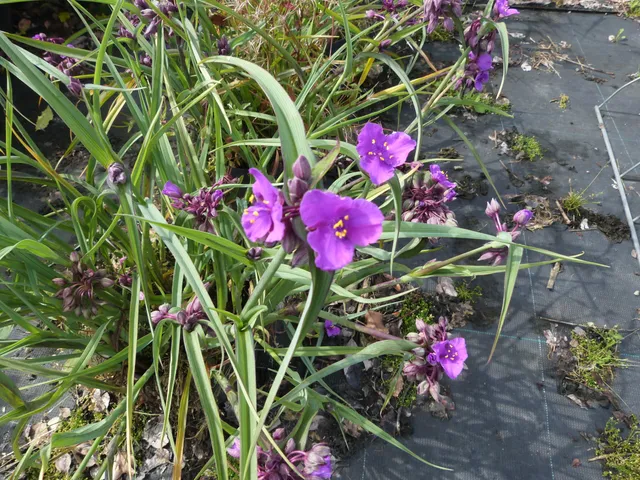 Ripoche Tradescantia Concord Grape éphémère bleue en godet