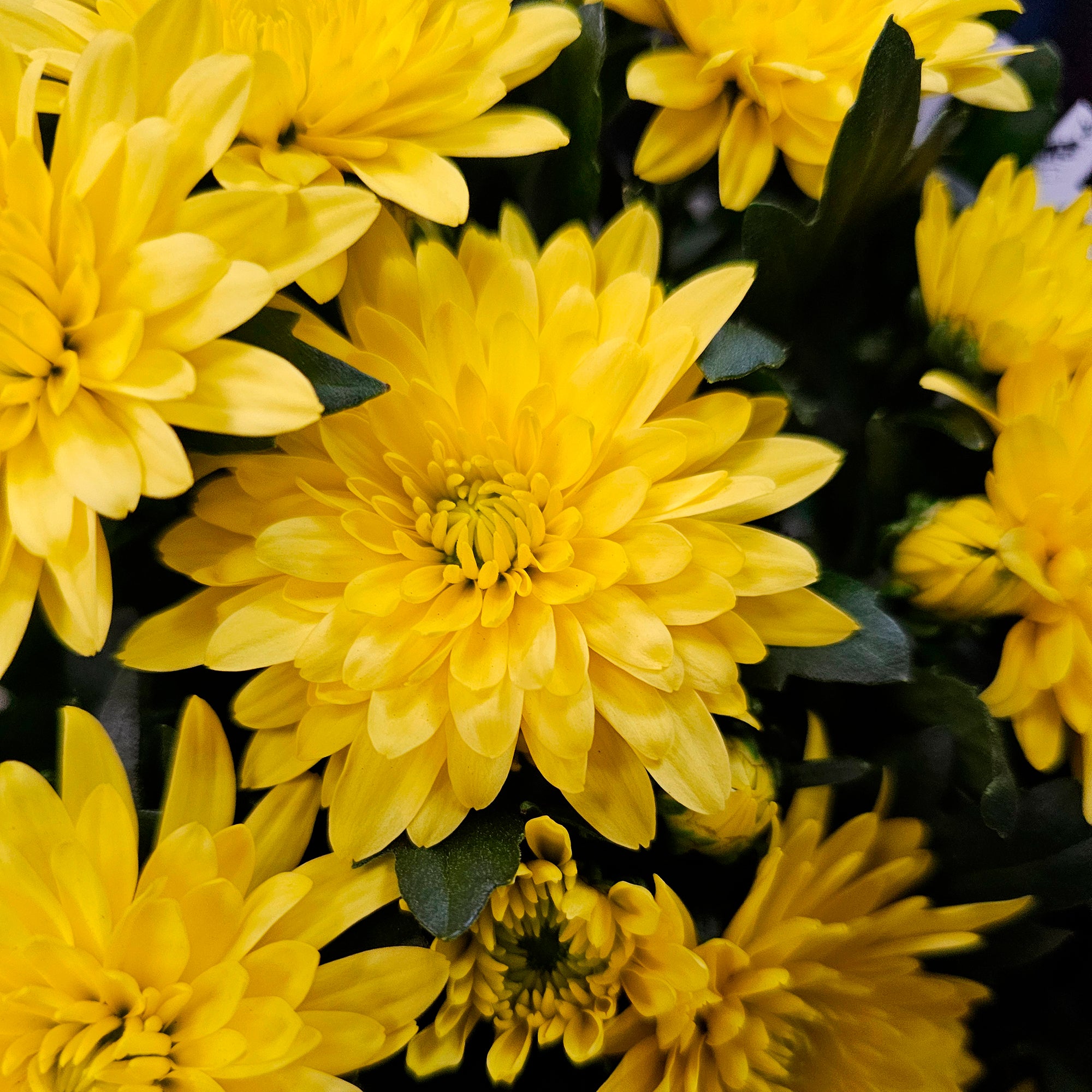 Bakker Chrysanthème Jaune pot Ø12cm fleur automne jaune