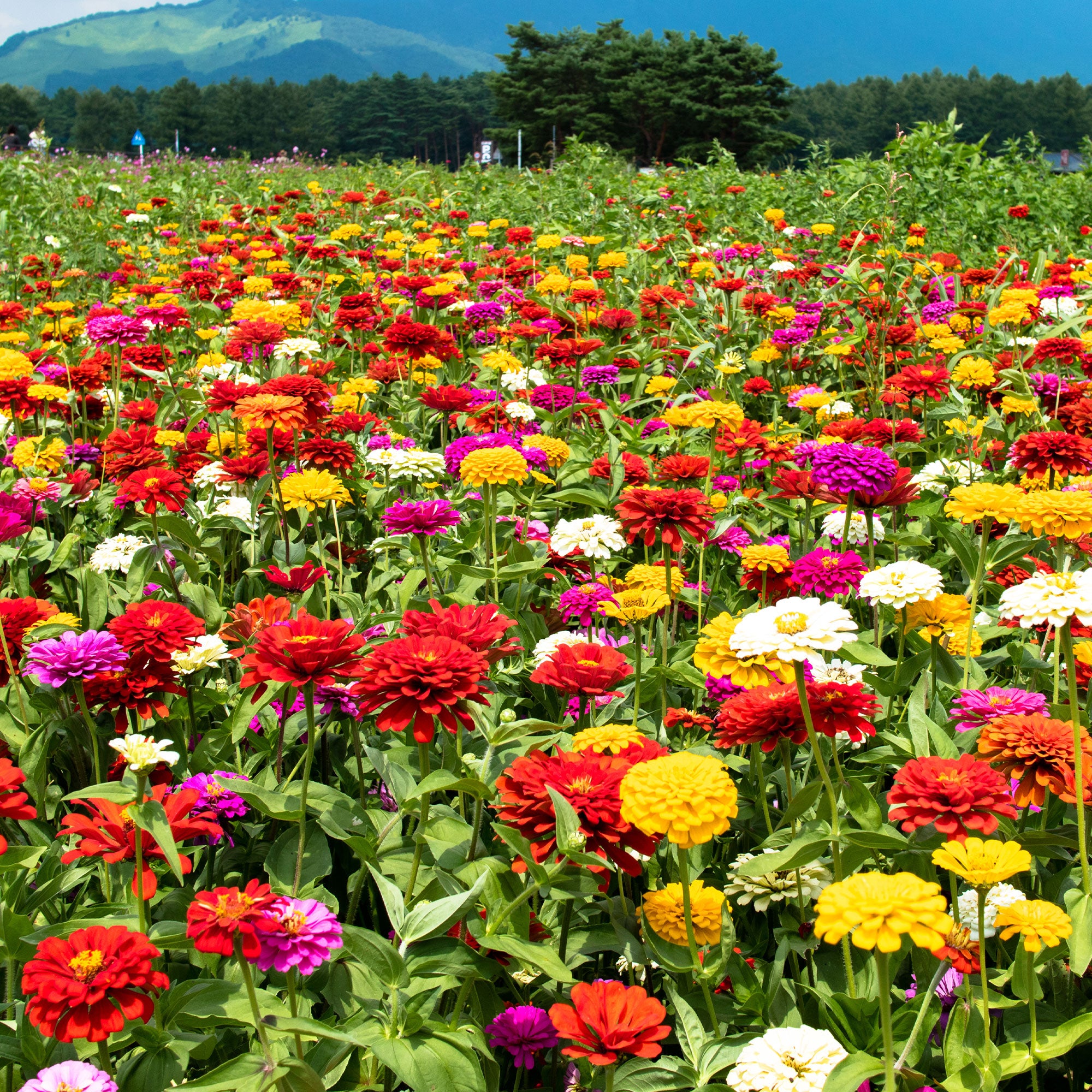 Bakker Zinnia dahlia mélange graines 1,5g fleurs