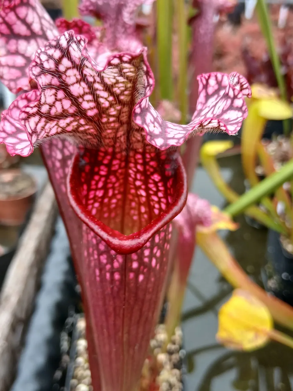 Carniflore Sarracenia Victoria Morley plante carnivore pot 11 cm