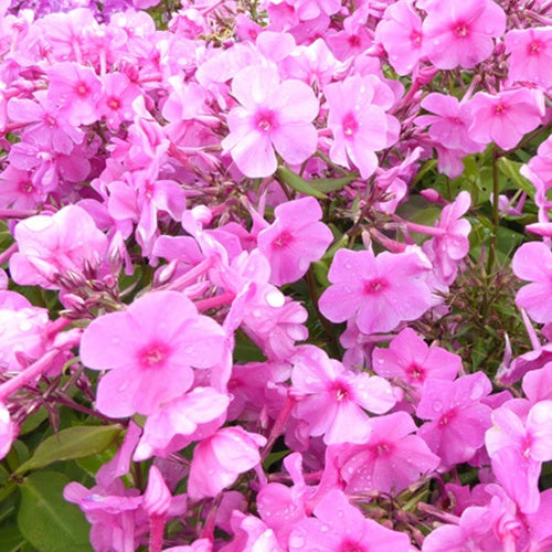 Bakker Phlox paniculé Pink Eye Flame vivace pot Ø 9 cm