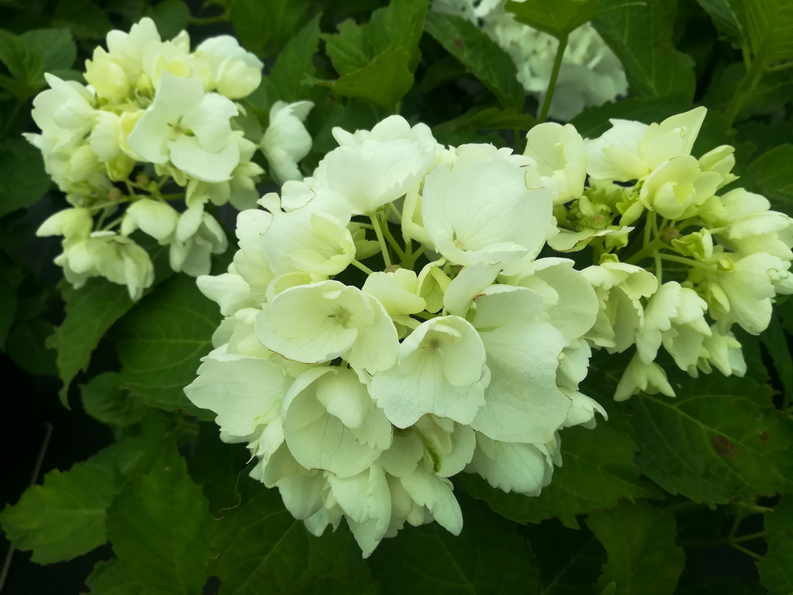Les Hortensias du Haut Bois Pax hortensia macrophylla fleurs rondes godet