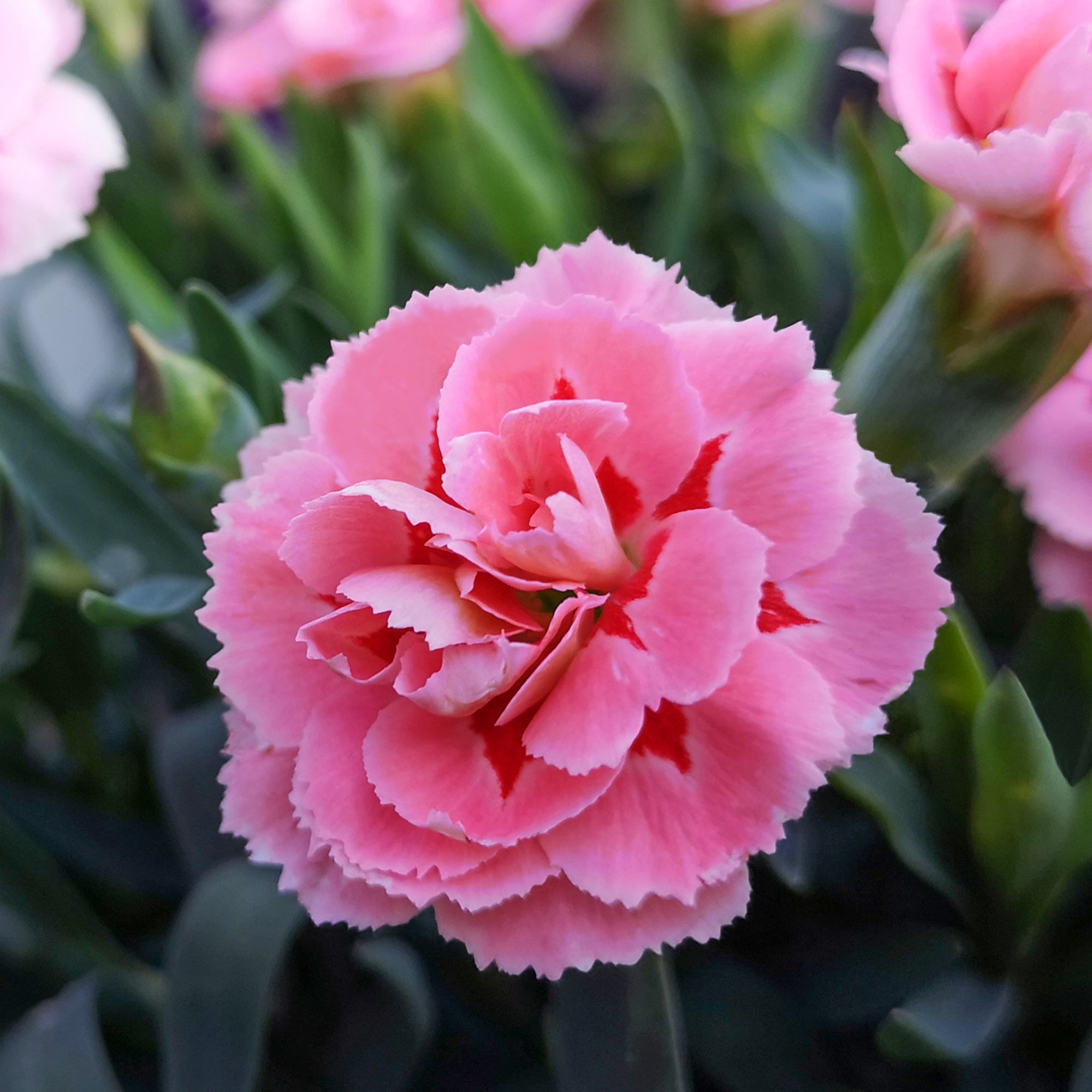 Bakker Doris œillet mignardise rose 3 pots 9cm parfumé