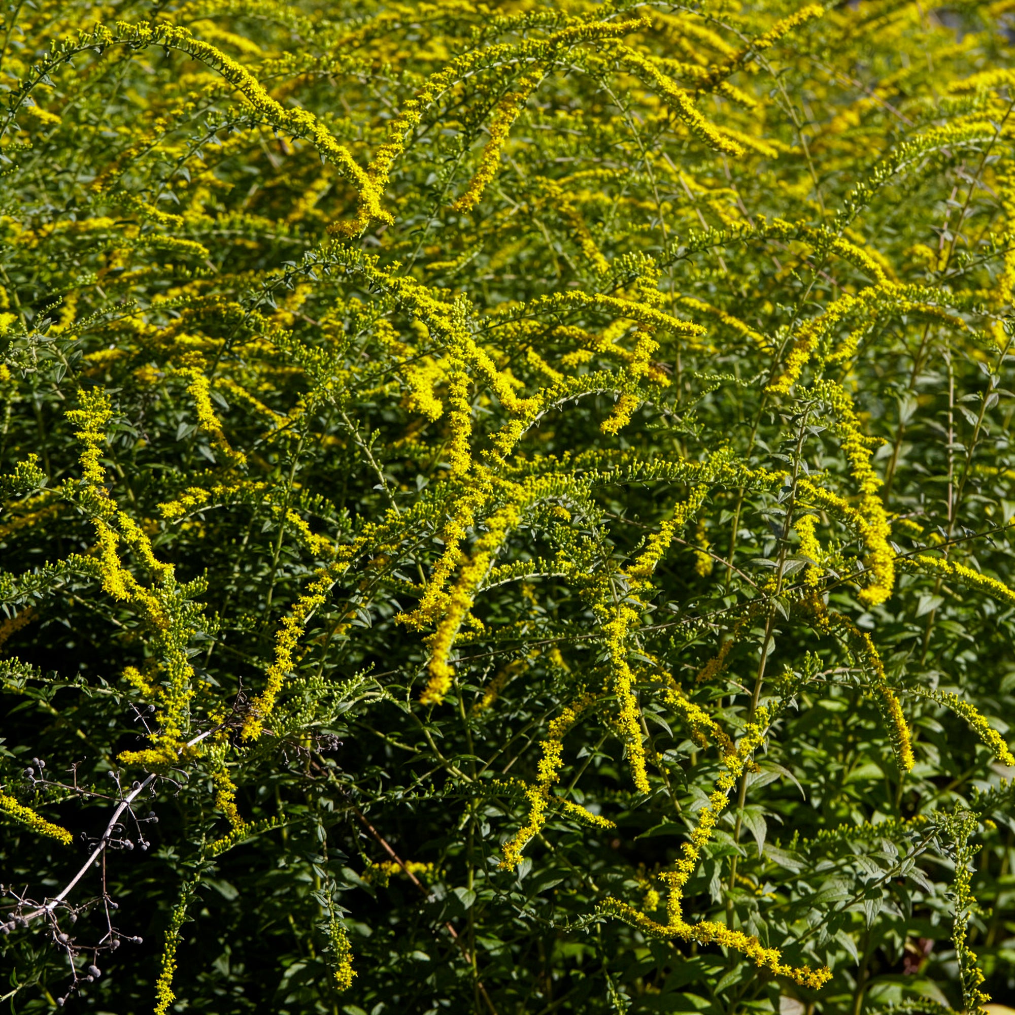 Bakker Solidago Fireworks verge d’or vivace pot Ø 9cm jaune