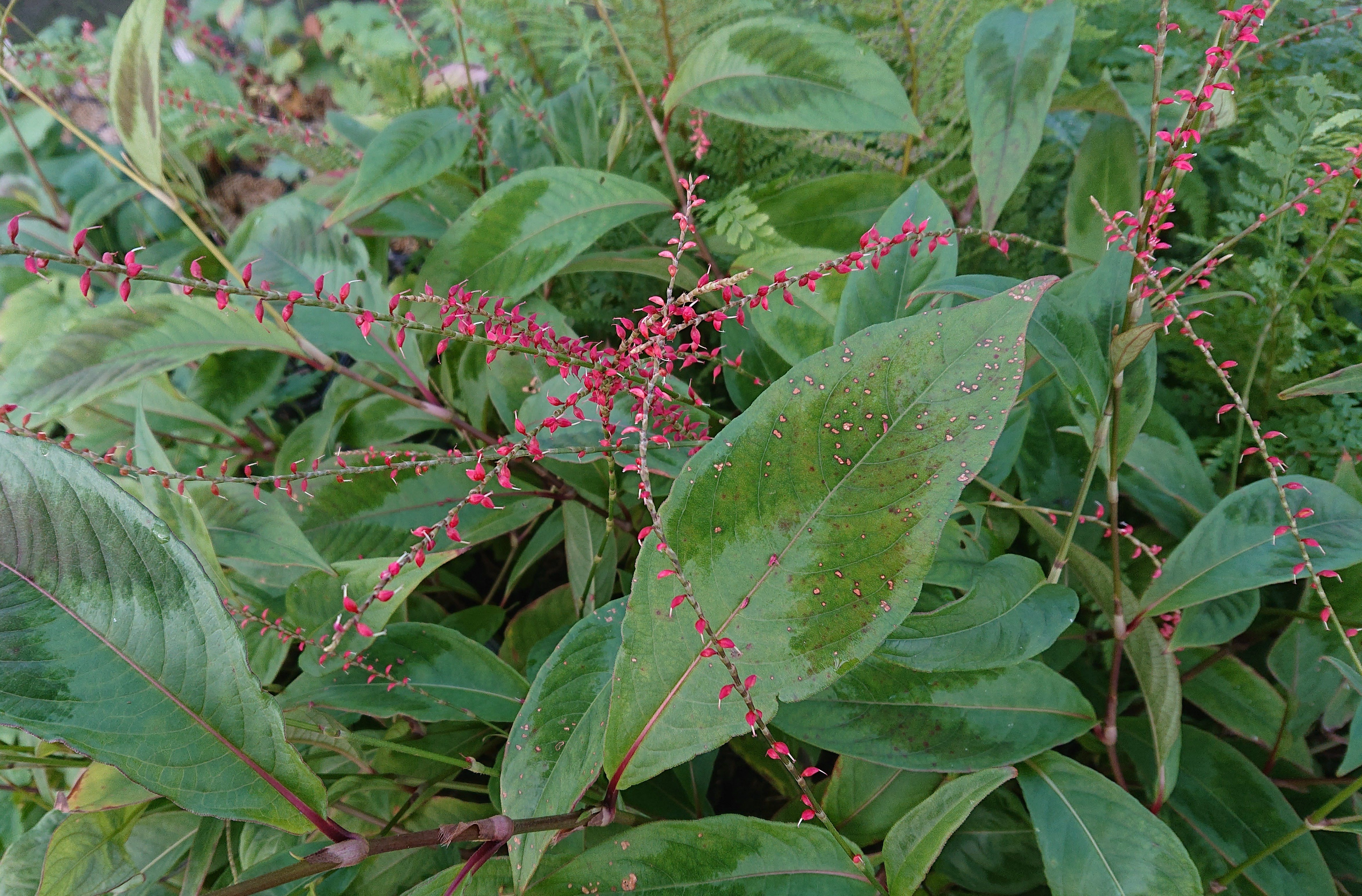Passion Vivaces Persicaria Compton Form plante vivace rouge