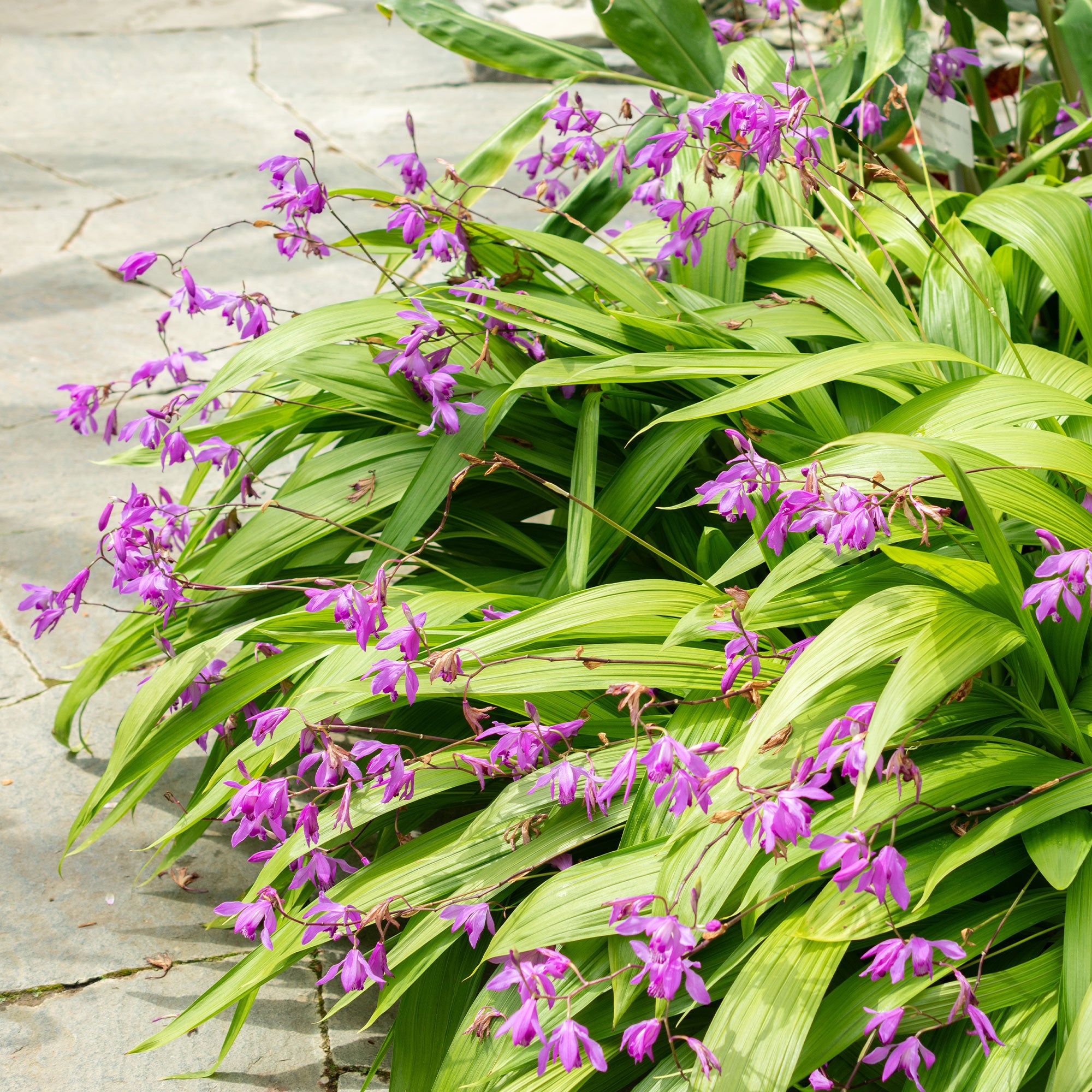 Bakker Orchidée Jacinthe rose pot Ø9cm Bletilla striata