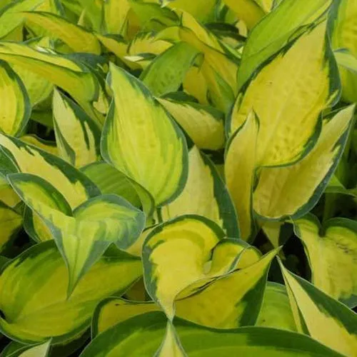 Bakker Hosta Orange Marmelade plante vivace pot 9cm ombre