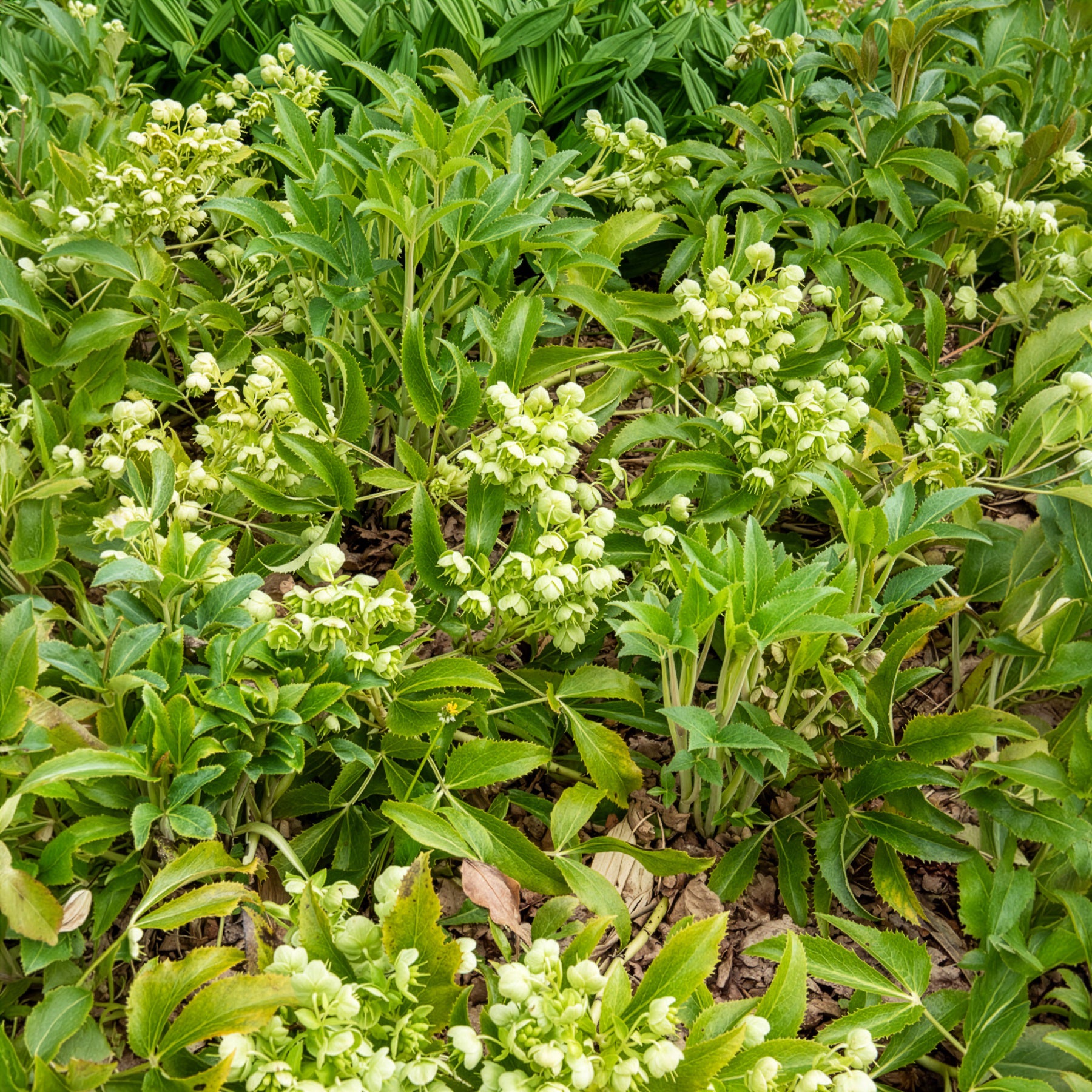 Bakker Hellébore Stern plante vivace pot 9cm fleurs vertes