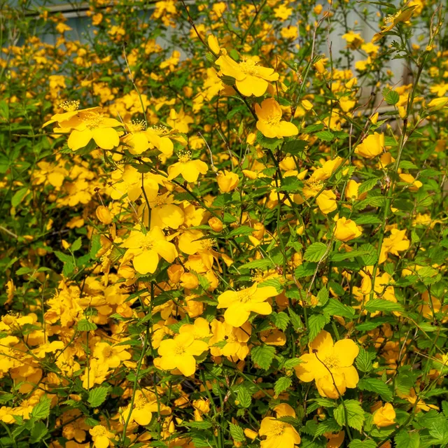 Bakker Corête Japon Golden Guinea arbuste pot 2 L fleurs jaunes