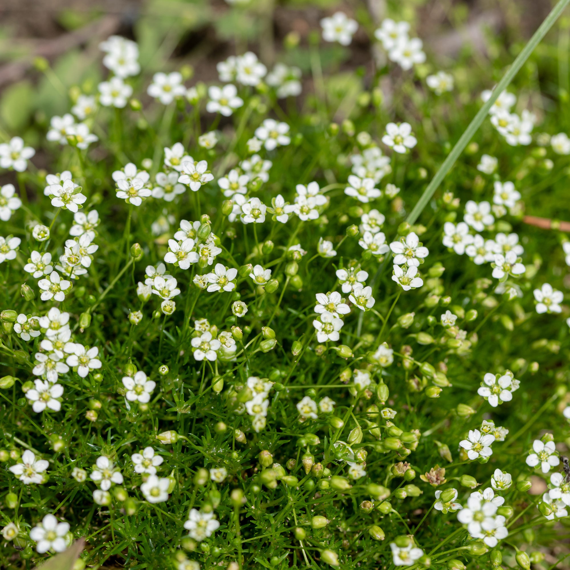 Bakker Sagine subulée couvre-sol pot Ø 9cm fleurs blanches