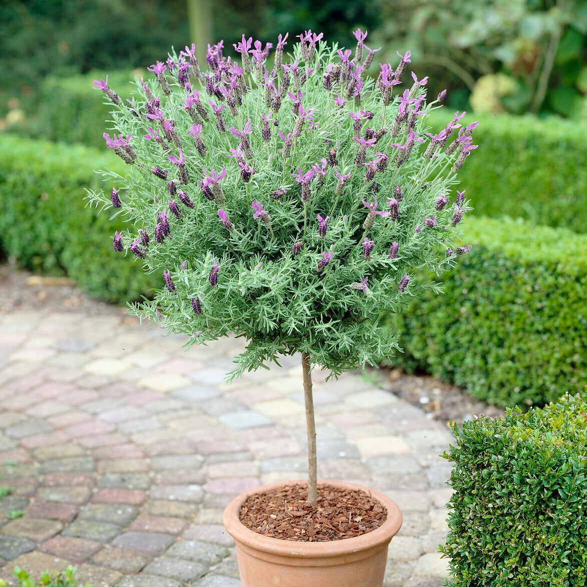 Bakker Lavande papillon sur tige pot 15cm 50-60 cm