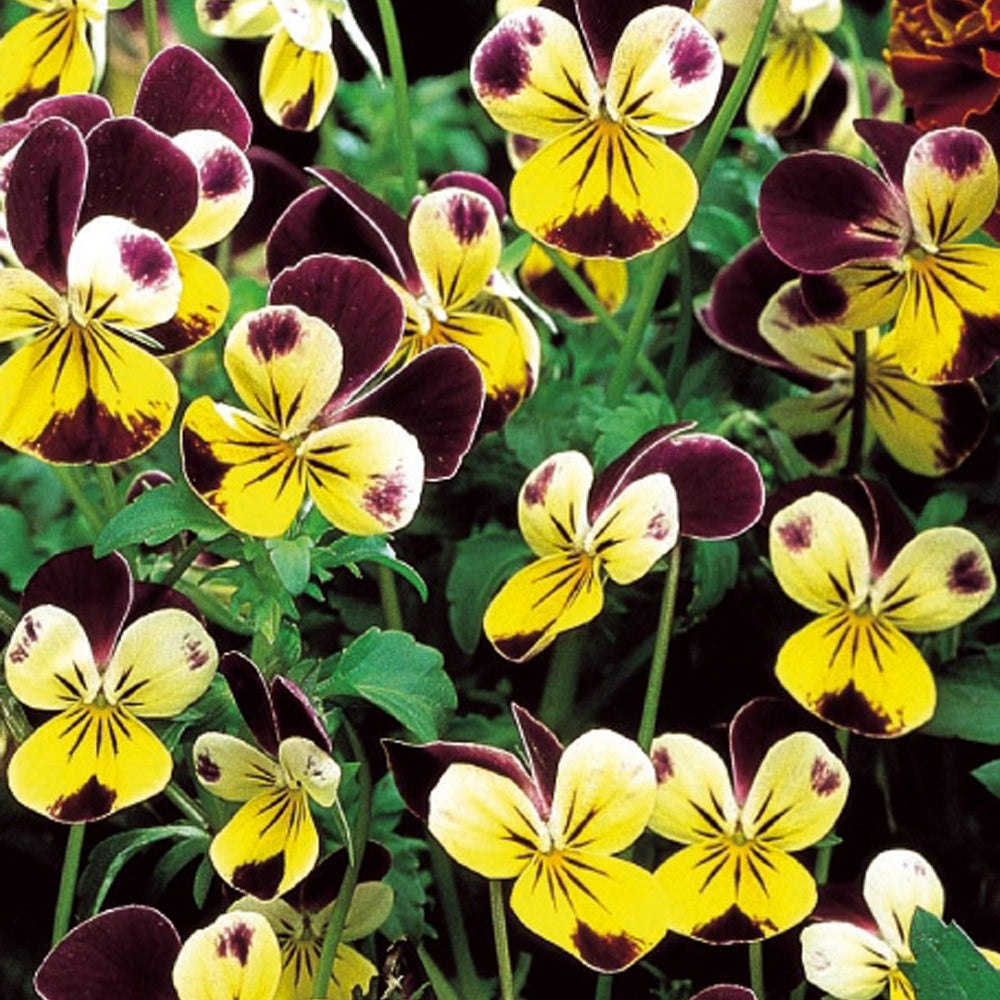 Bakker Violette cornue Helen Mount graines sachet 90 comestible