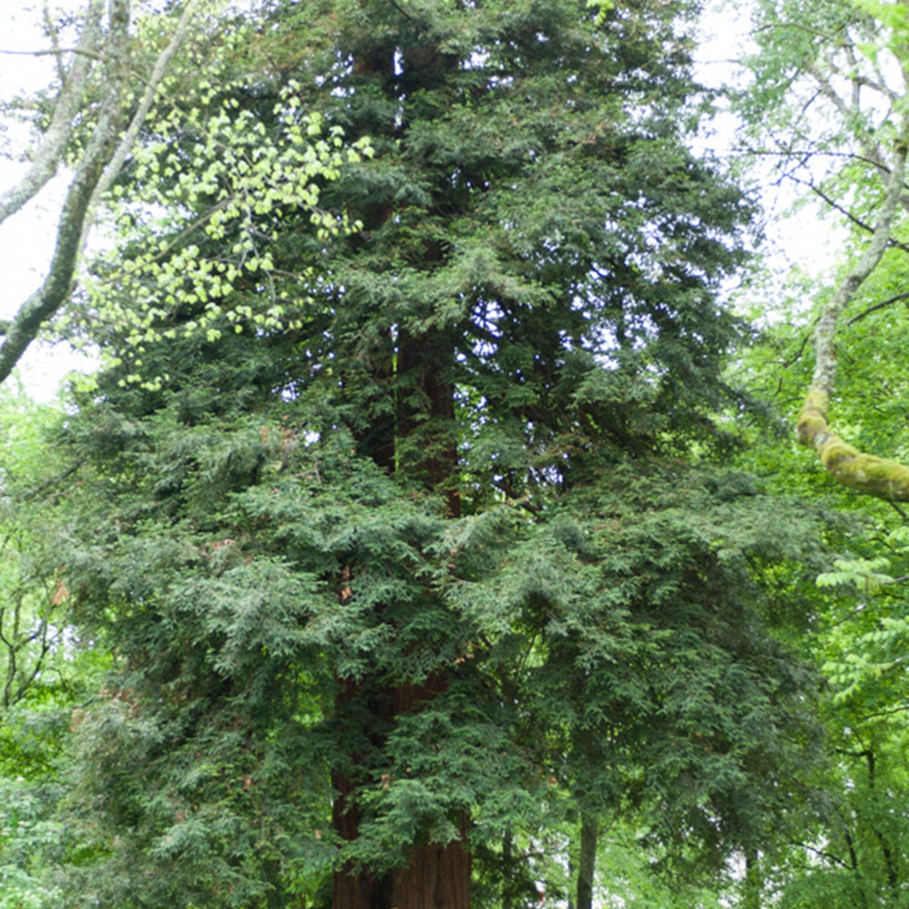 Bakker Sequoia feuilles d'If conifère pot 3L 60-80cm
