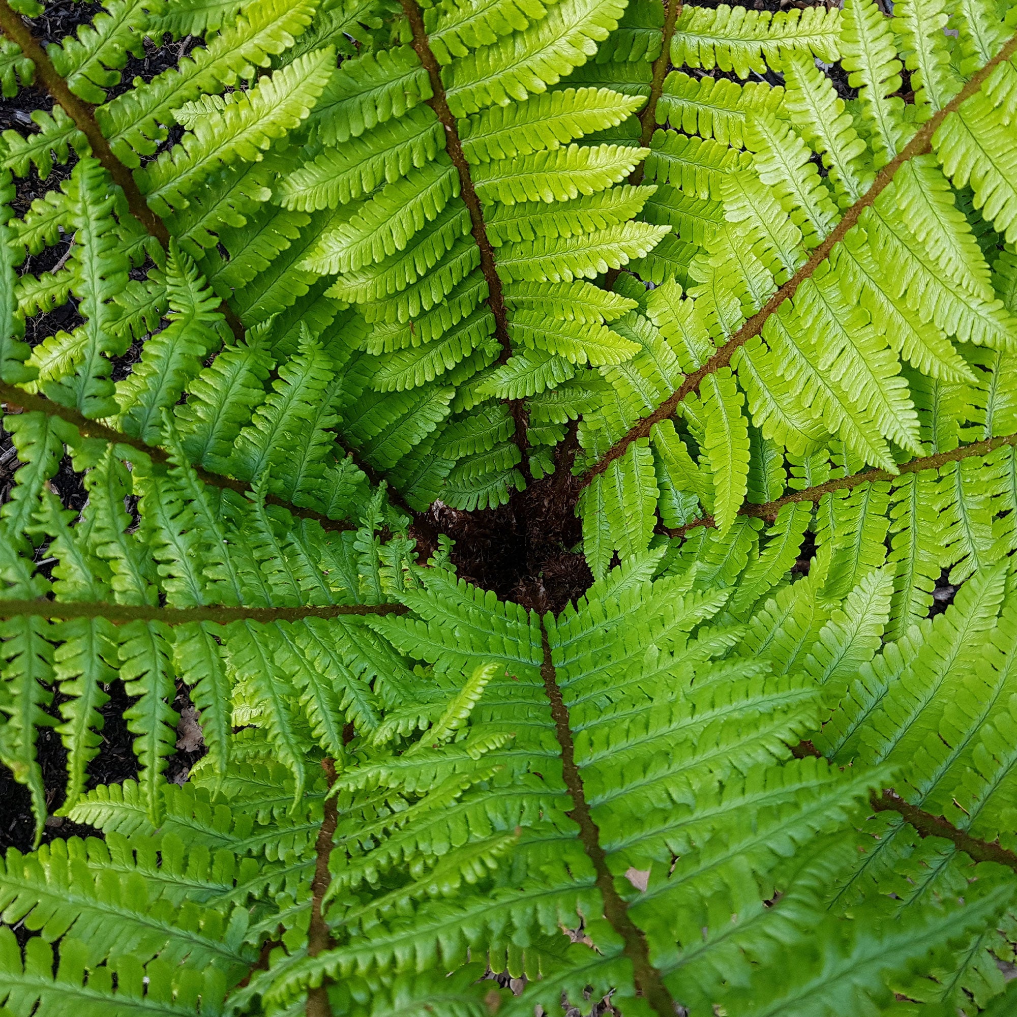 Bakker Dryopteris wallichiana fougère pot Ø 9cm ombre