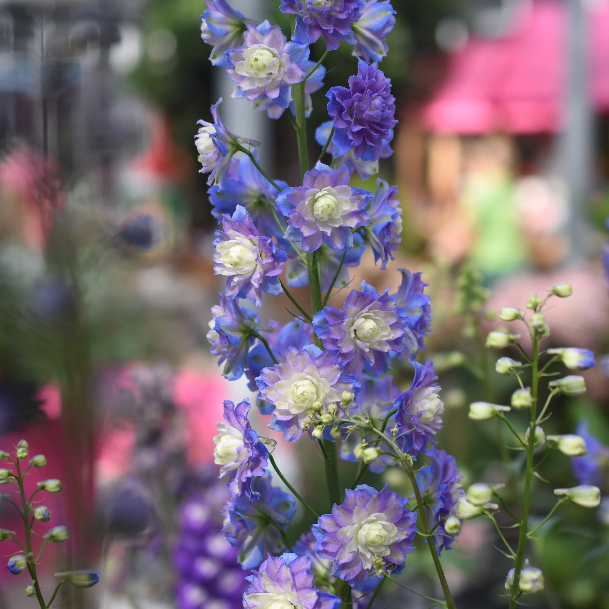 Bakker Delphinium Highlander Bolero vivace racine nue