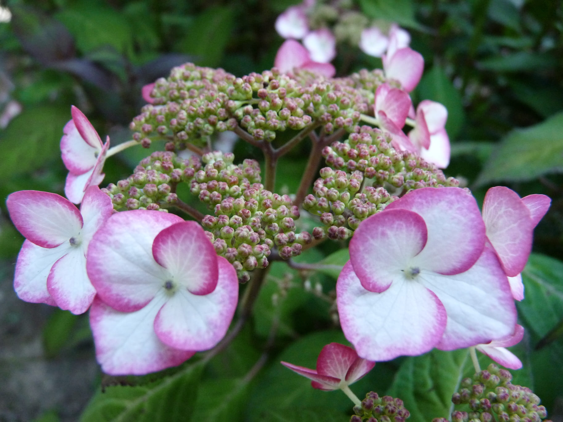 Les Hortensias du Haut Bois Kiyosumi-sawa hortensia serrata