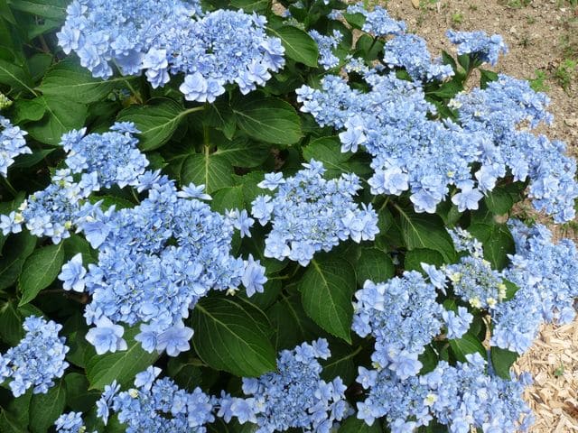 Les Hortensias du Haut Bois You and Me Forever hortensia plat