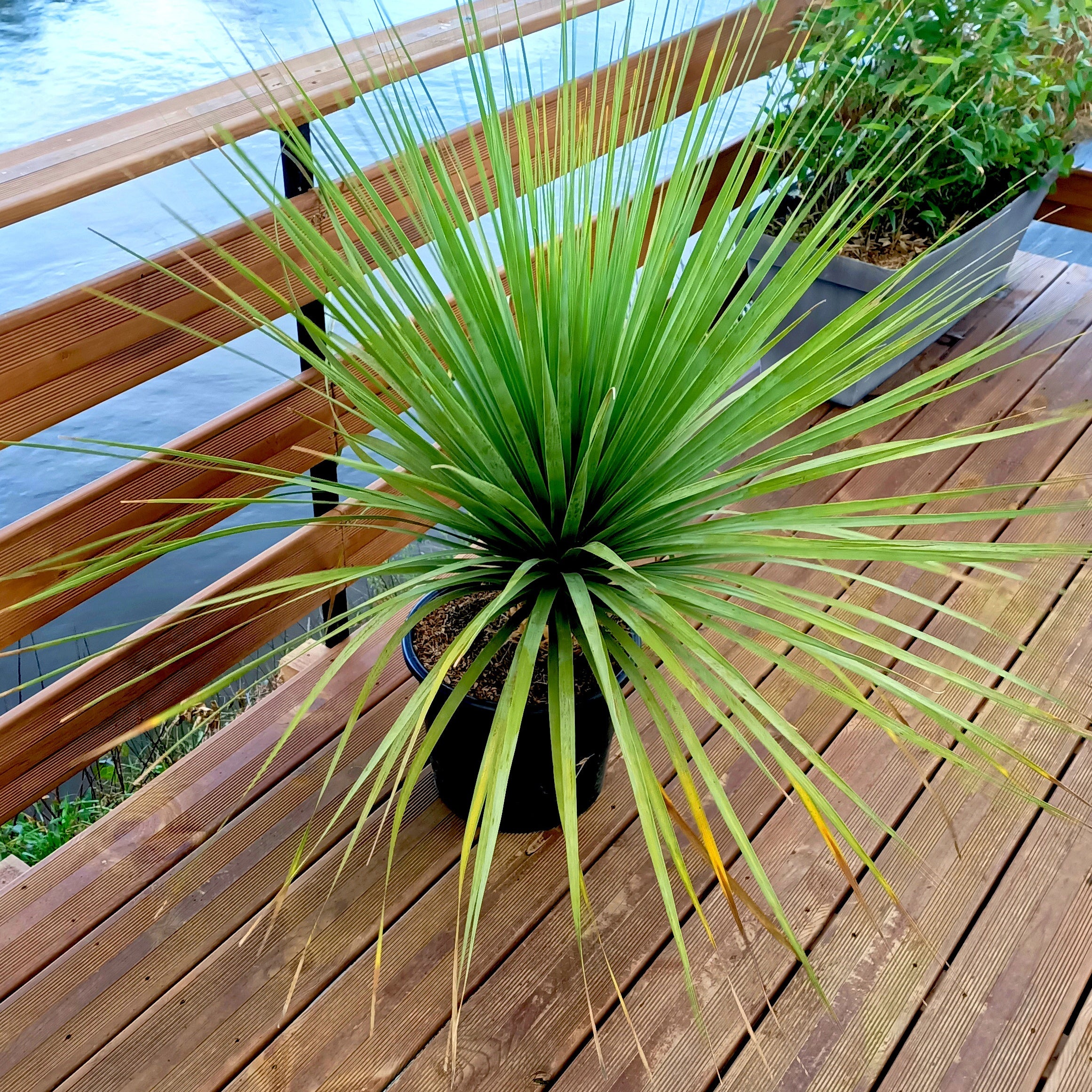 Bakker Noline bleue plante terrasse pot 11cm 40-60cm