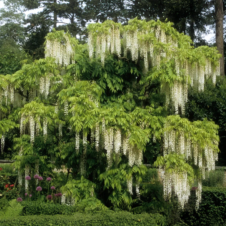 Bakker Glycine Blanche sur Tige Wisteria pot 2 L tige 50 cm