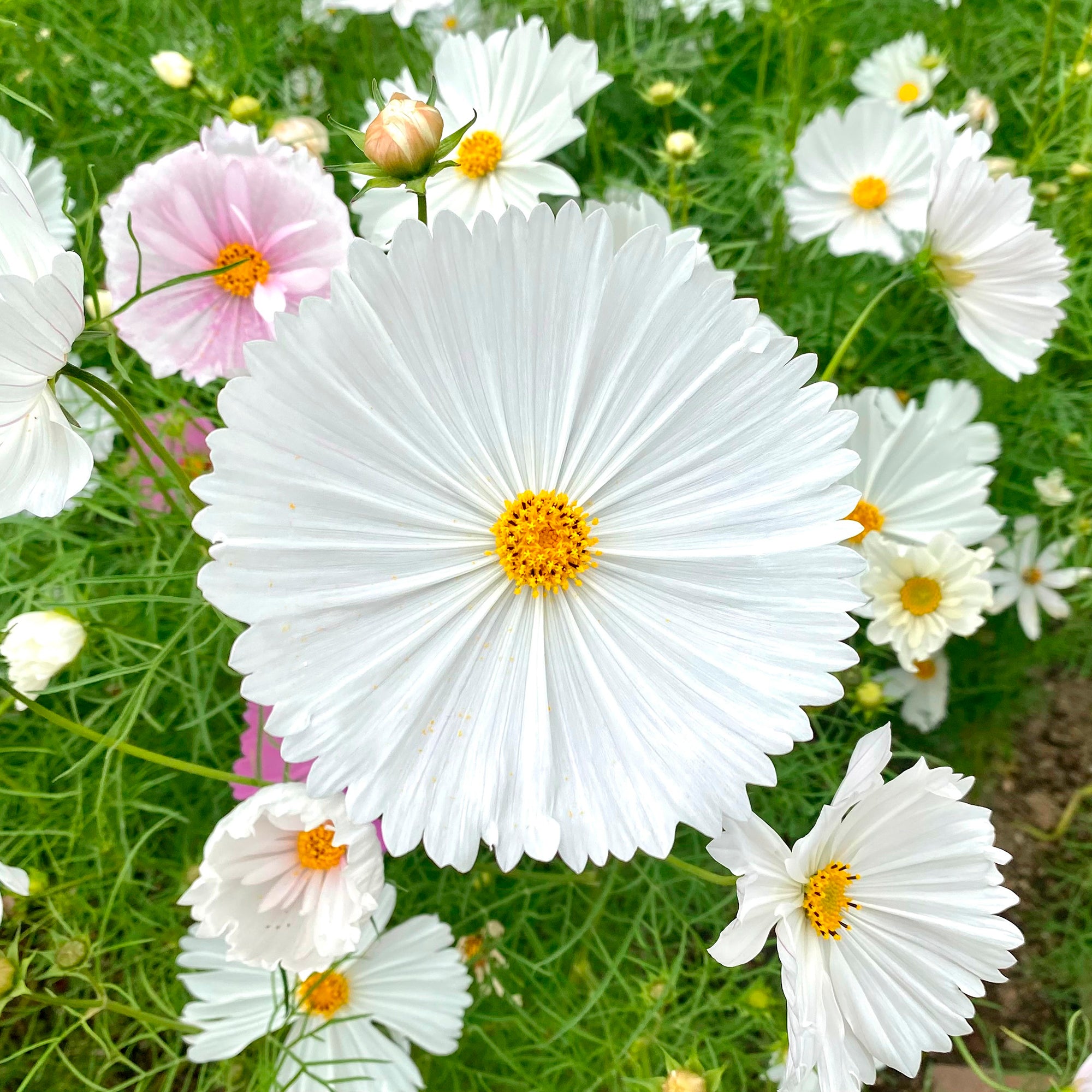 Bakker Cupcakes White cosmos blanc sachet 1g ±100 graines