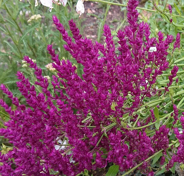 Passion Vivaces Salvia nemorosa Schwellenburg pourpre pot 1 L
