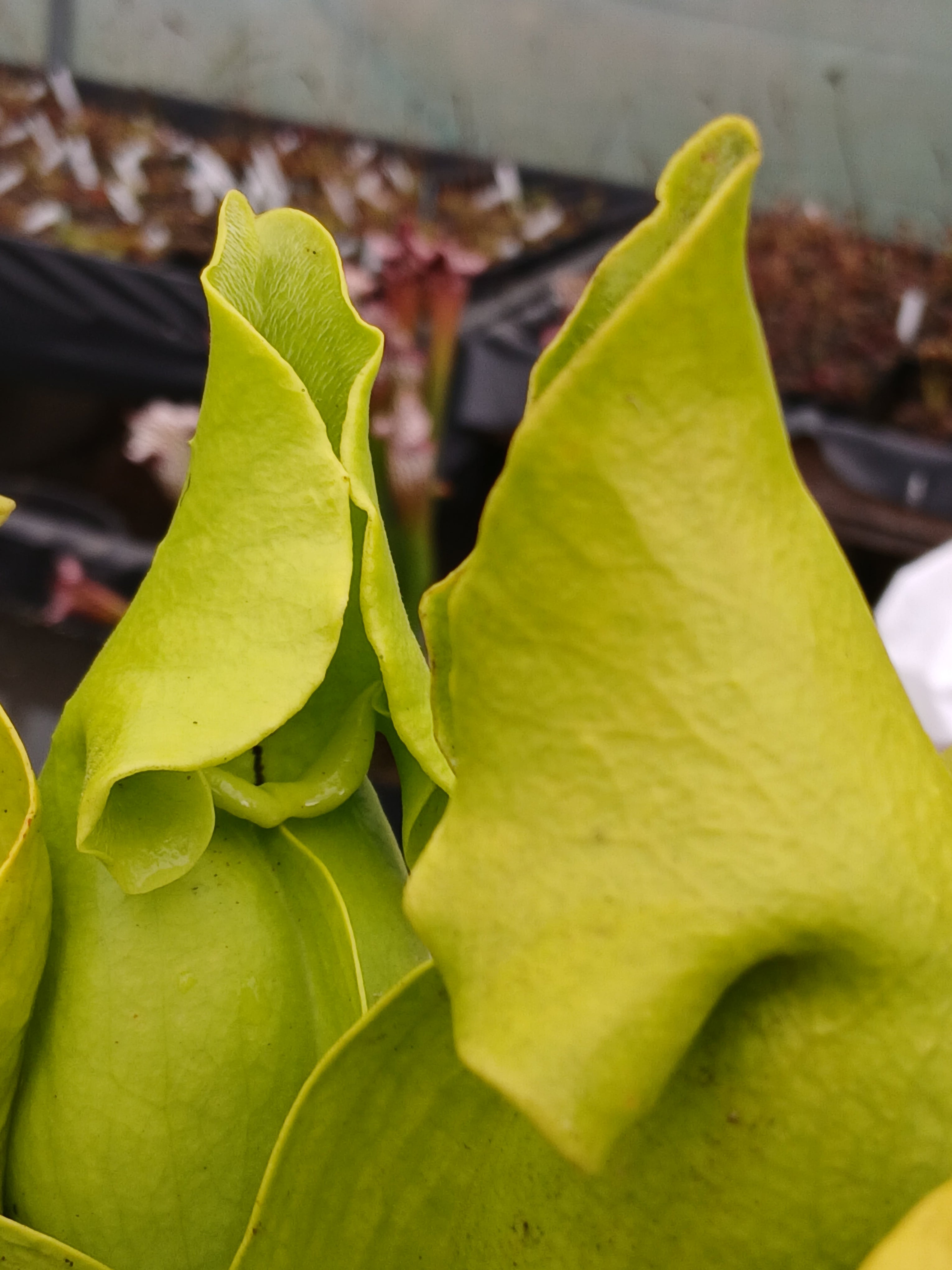 Carniflore Sarracenia purpurea venosa pallidiflora plante 1 point verte