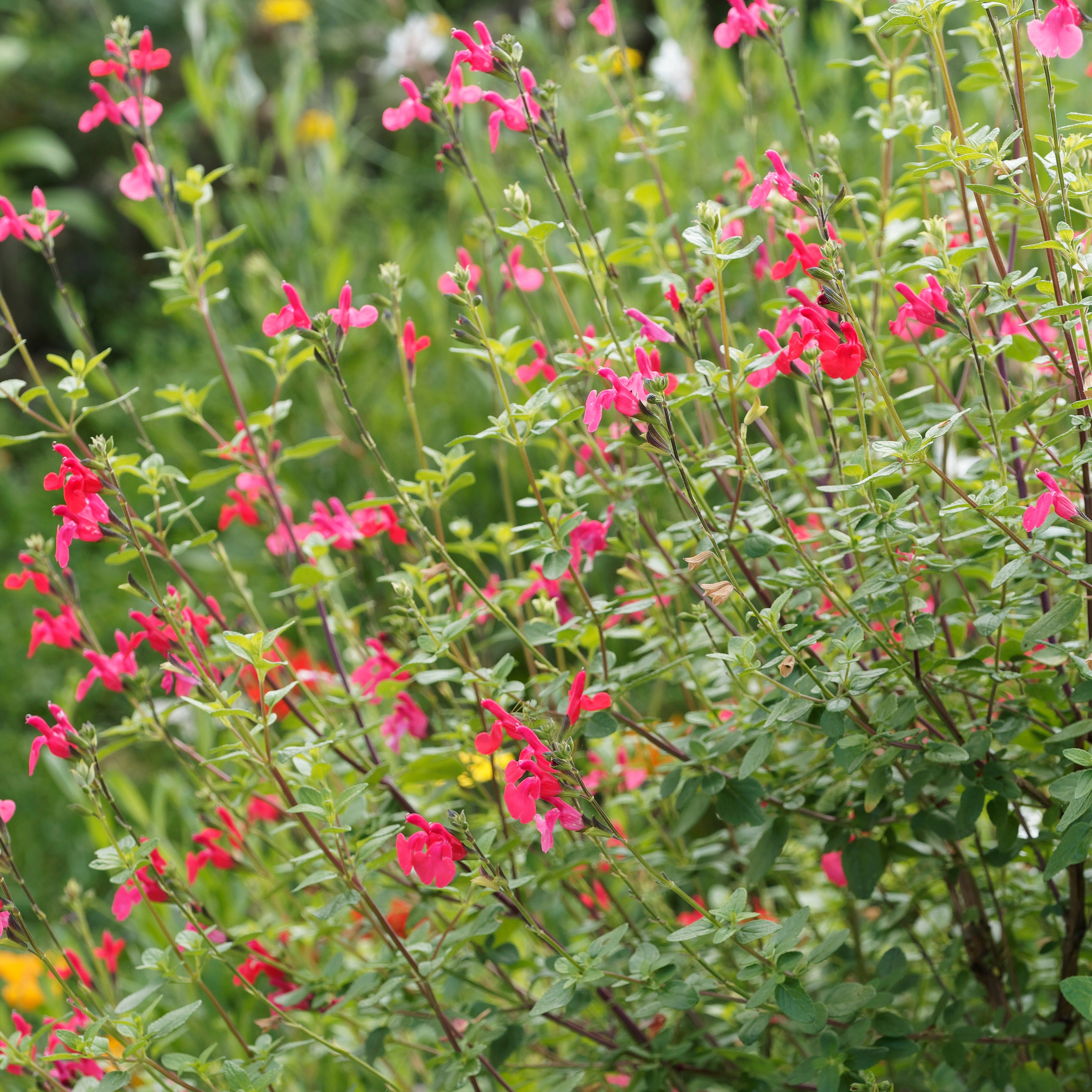 Bakker Sauge Grahamii vivace pot 9cm rose parfumée