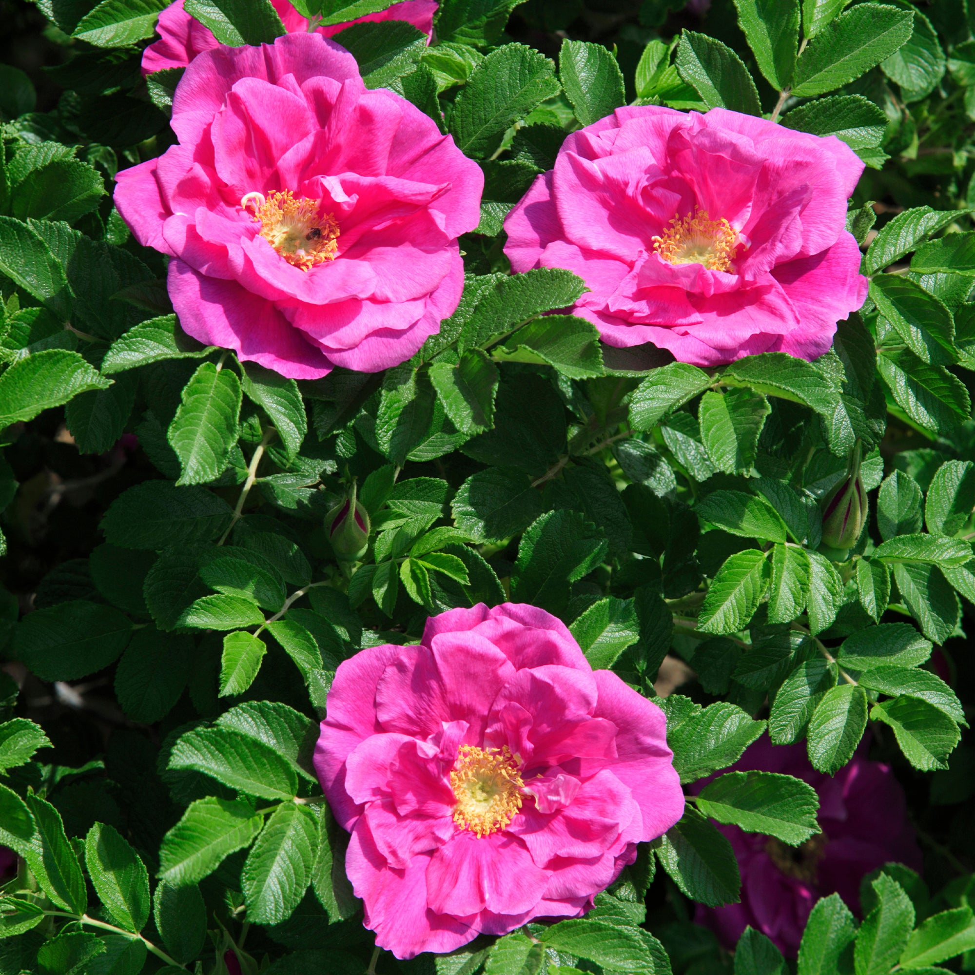 Bakker Rosiers Rosier rugueux Wild Eric rosier pot 4L rose