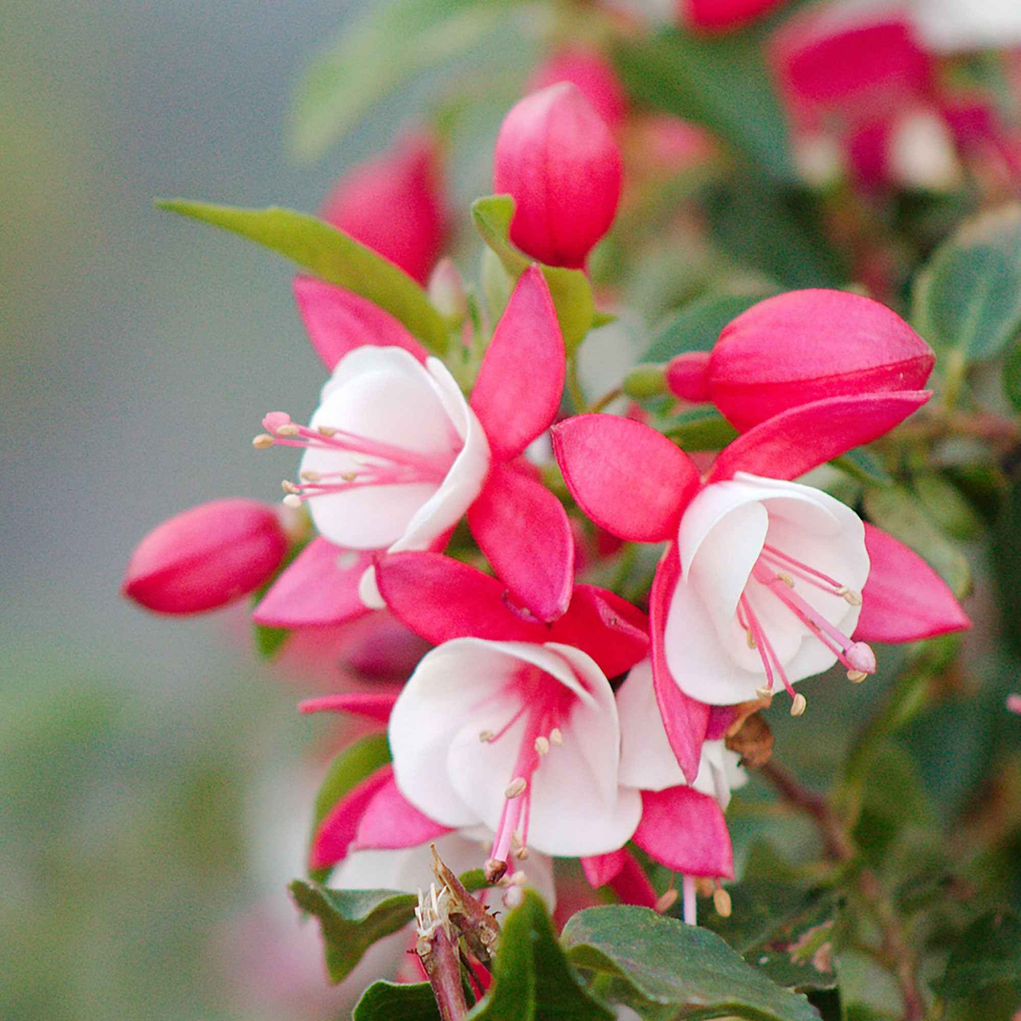 Bakker Lady Thumb fuchsia rose pot Ø 9cm