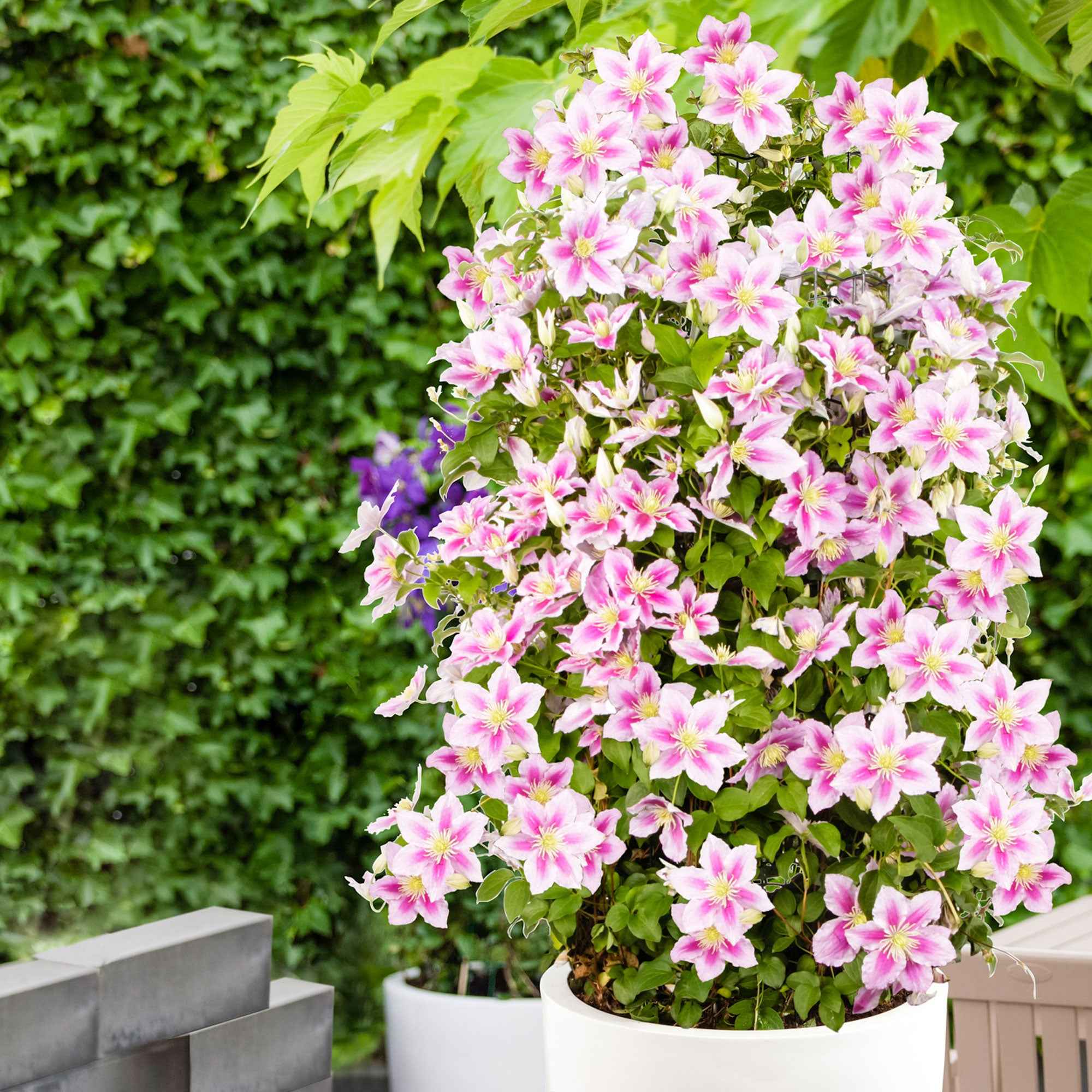 Bakker Plantes d'extérieur Clématite Piilu pot 2L rose