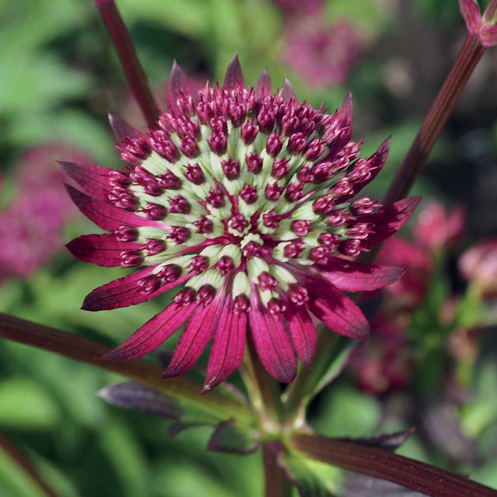 Bakker 3 Astrances Purple Joyce plante vivace 3 racines nues