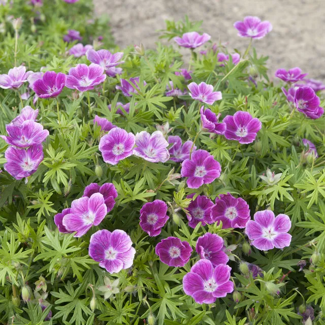 Bakker Géranium Elke vivace couvre-sol racine nue rose