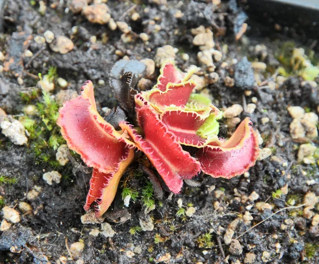 Carniflore Dionée Kim Jong Un plante carnivore pot 9 cm pièges déformés