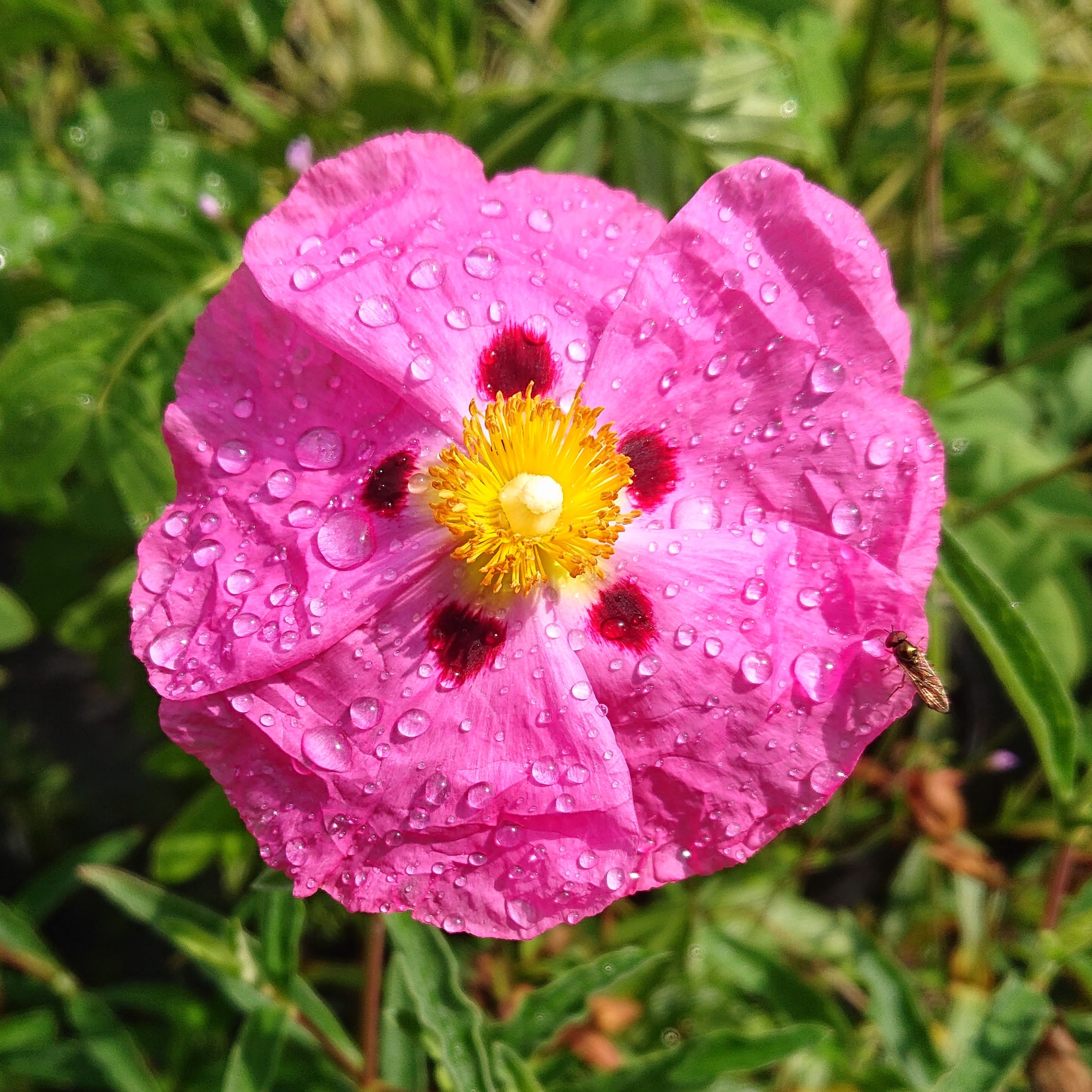 Passion Vivaces Cistus ciste arbustif 1L résistant sécheresse
