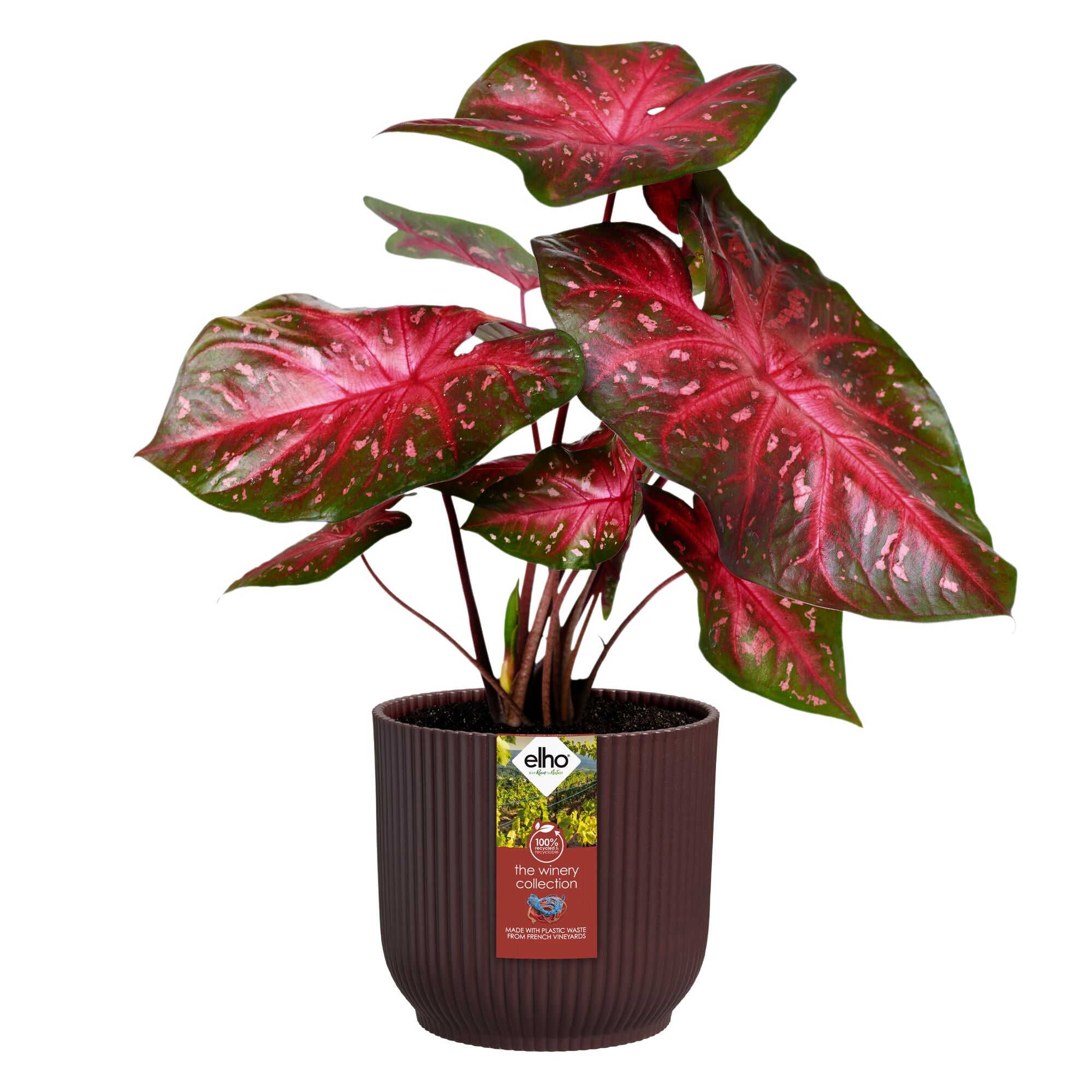 Bakker The Winery cache-pot bordeaux Ø 14 cm plastique mat