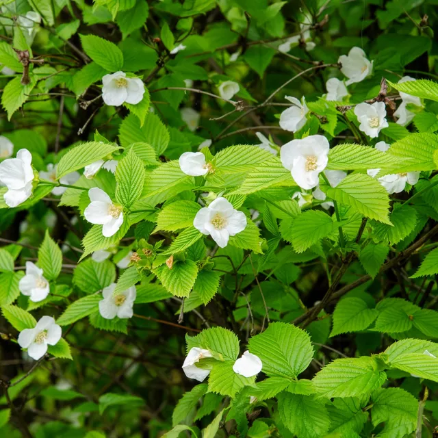 Bakker Rhodotypos arbuste fleuri pot Ø9cm fleurs blanches