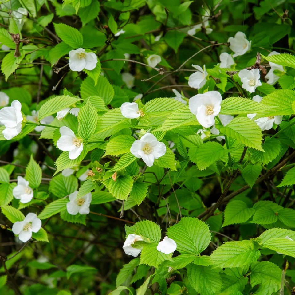 Bakker Rhodotypos arbuste fleuri pot Ø9cm fleurs blanches