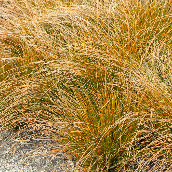 Bakker Carex testacea laîche orange pot 9cm soleil
