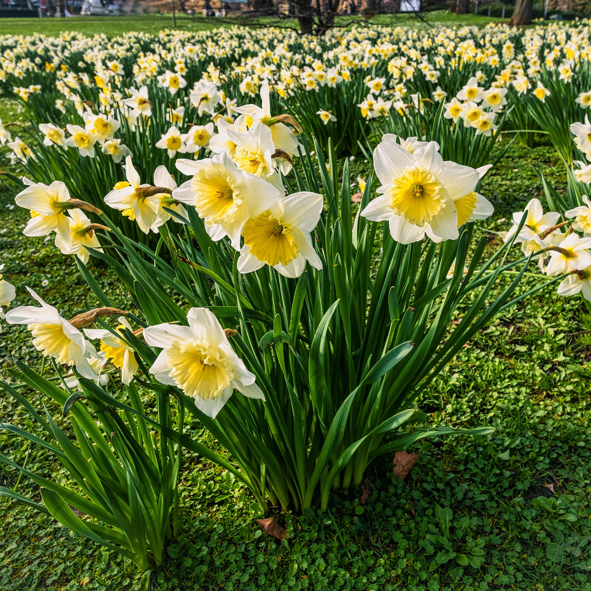 Bakker Goblet narcisse sachet 10 bulbes blanc jaune