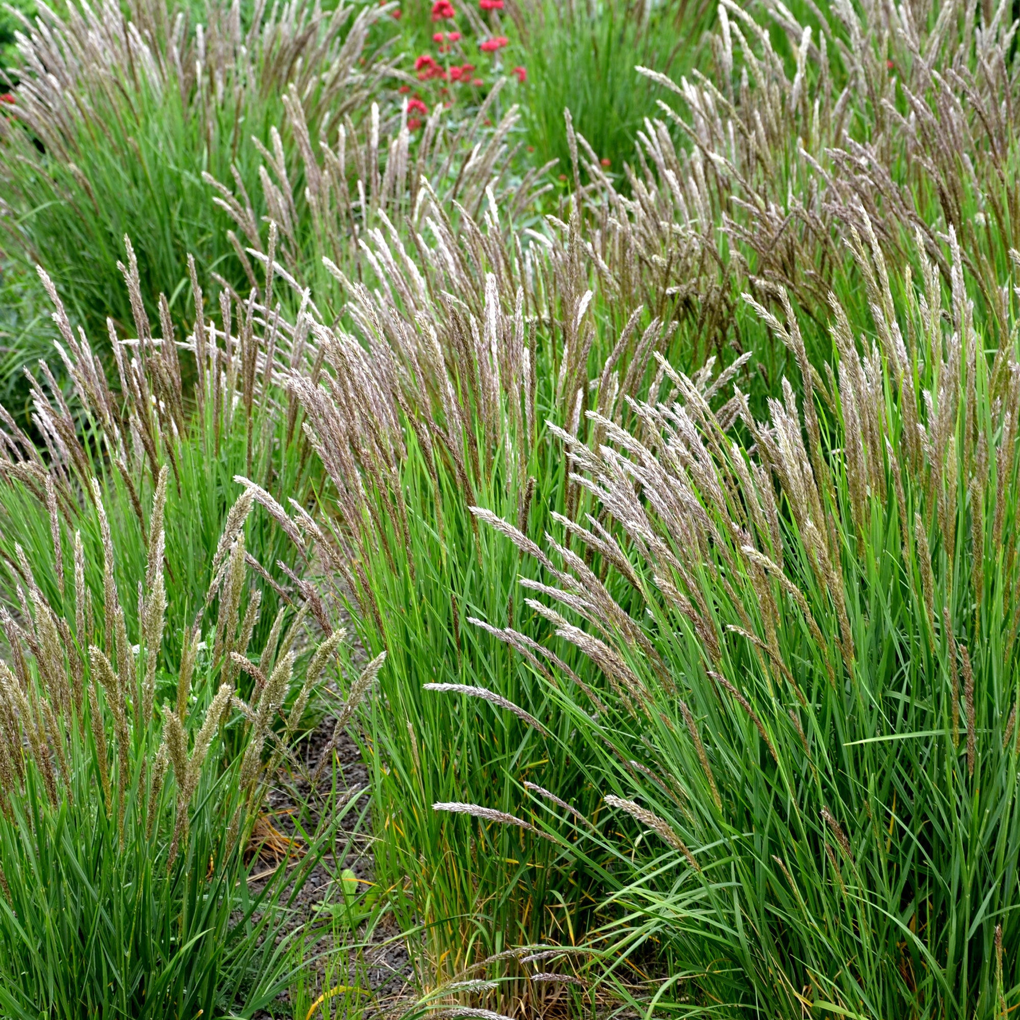 Bakker Mélique ciliée graminée blanche pot Ø 9cm