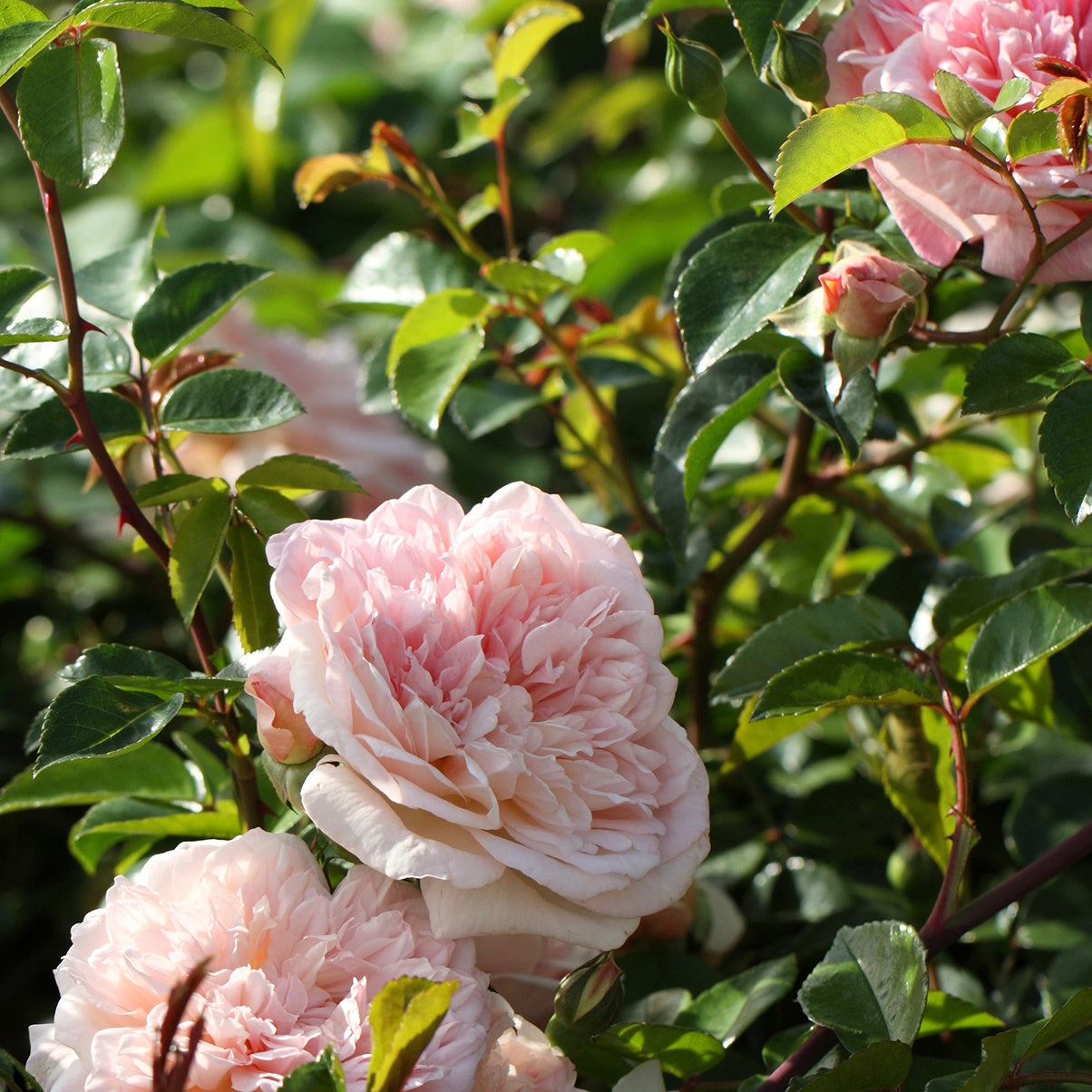 Bakker Rosier Gloire de Dijon grimpant pot 4L rose parfumé