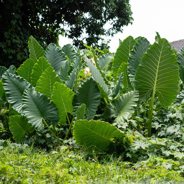 Bakker Alocasia Macrorrhiza plante verte pot 17cm 50-65cm