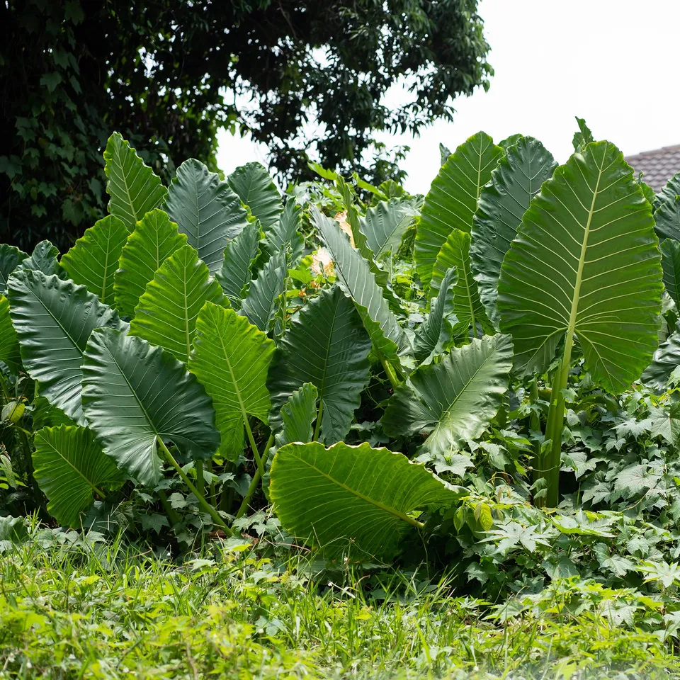 Bakker Alocasia Macrorrhiza plante verte pot 17cm 50-65cm