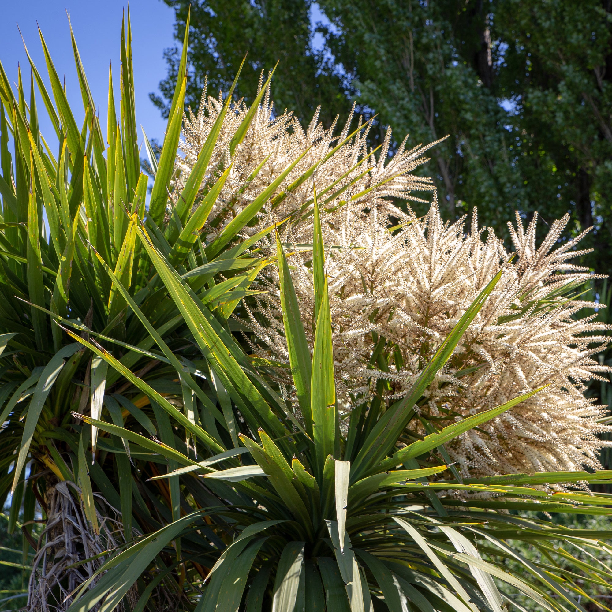Bakker Cordyline australe arbuste pot 9cm 10-15cm