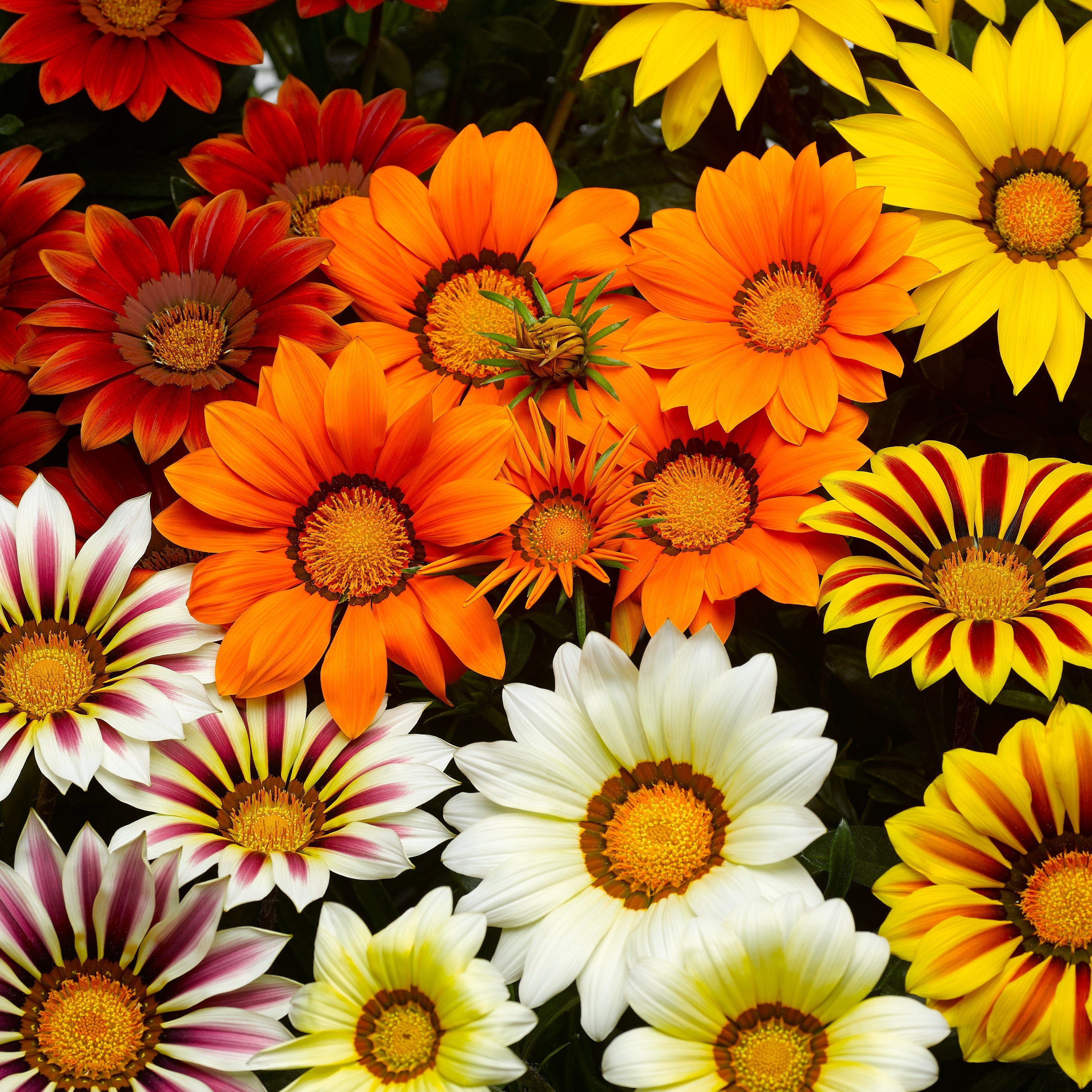 Bakker Gazanias mélange plante vivace 3 pots Ø 10,5 cm soleil