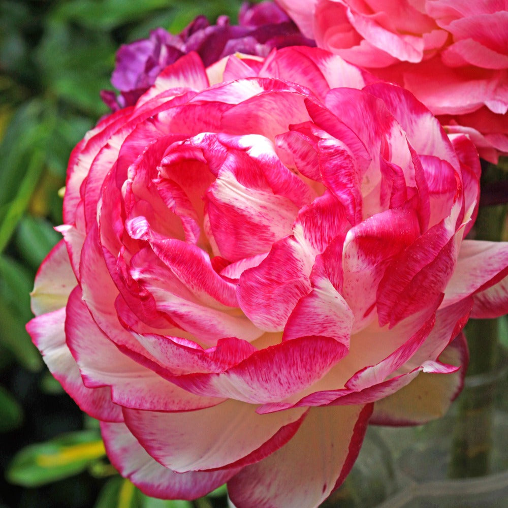 Bakker Bulbes à fleurs Renoncules Picotee Pink bulbes sachet 12 rose