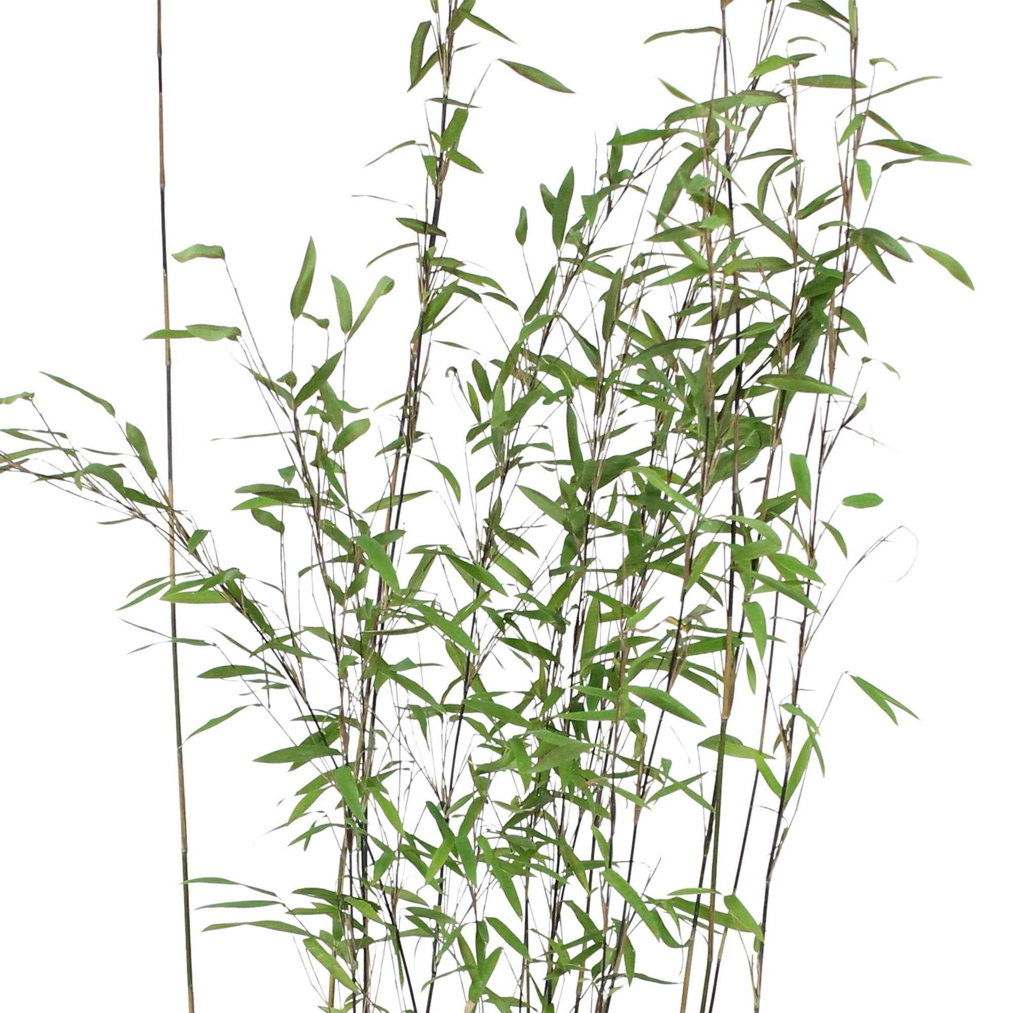 Bakker Bambou Volcano non-traçant pot Ø11 cm 30-50 cm