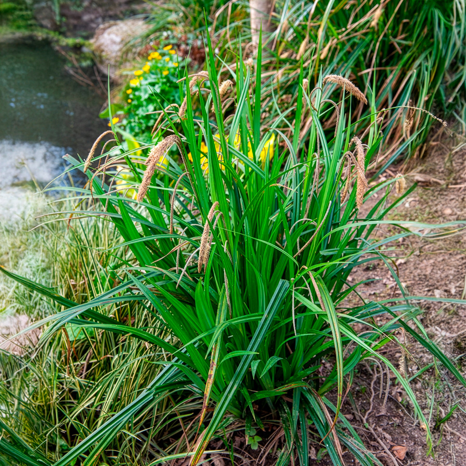 Bakker Carex pendula laîche pendante pot Ø9cm persistante