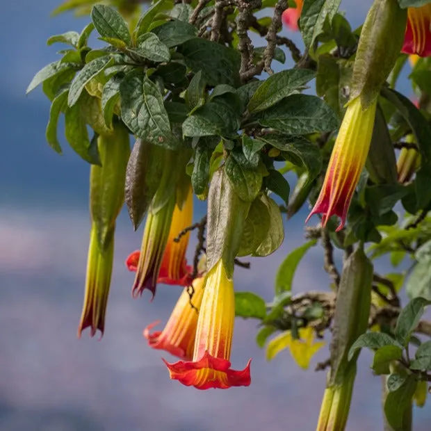 Bakker Brugmansia Rouge et Or Trompette des Anges Pot 9cm