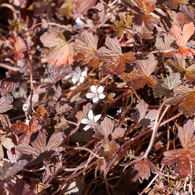 Bakker Sanne géranium vivace pot 8cm fleurs blanc rosé